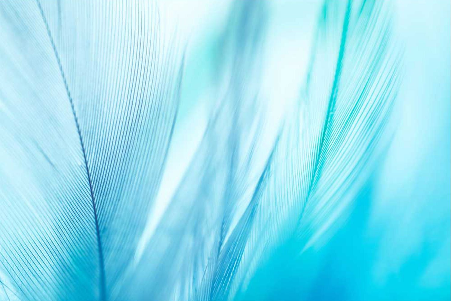 blue-velvet-shade.jpg blue-velvet-shade.jpg
