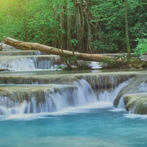 Rainforest Panoramic Shades For Sale